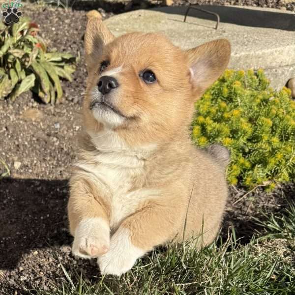 Cody, Pembroke Welsh Corgi Puppy